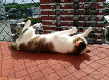 Instalação de rede de proteção em prédios