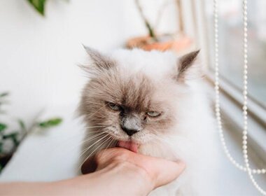 Redes de proteção para Gatos